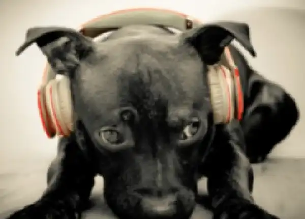 Insane Mawela - Lalela Lengoma